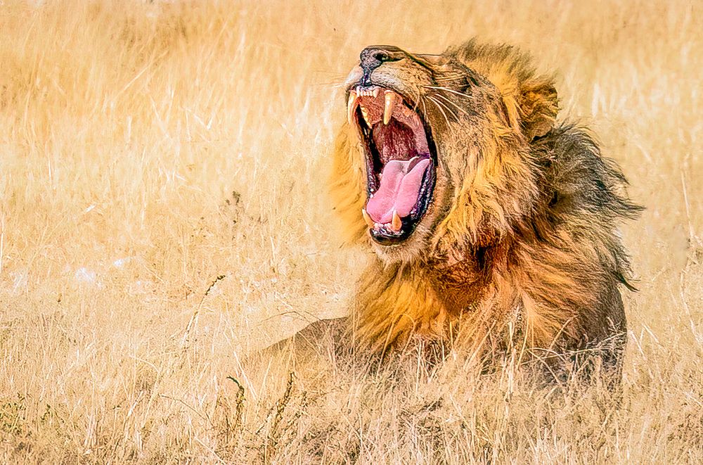 Etosha National Park, Namibia, Africa. Close-up  male African lion roaring to the world at sunset.